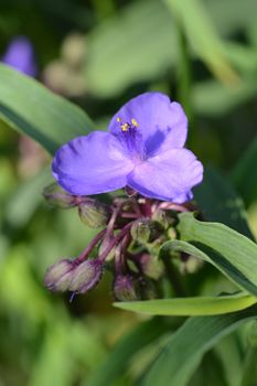 Virginia spiderwort flower - Latin name - Tradescantia virginiana