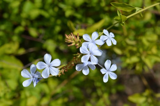 Blue plumbago - Latin name - Plumbago auriculata