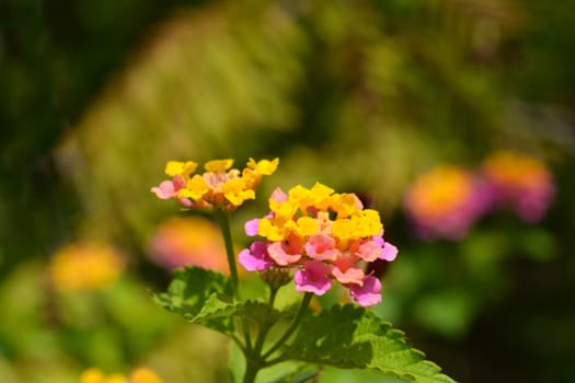 Shrub verbena flower close up - Latin name - Lantana camara