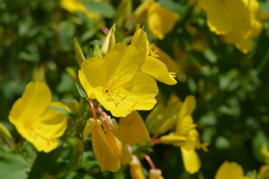 Common sundrops yellow flowers - Latin name - Oenothera fruticosa