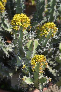 Poison tree yellow flowers - Latin name - Euphorbia virosa Wild.