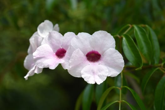 Pink bower vine flowers - Latin name - Pandorea jasminoides