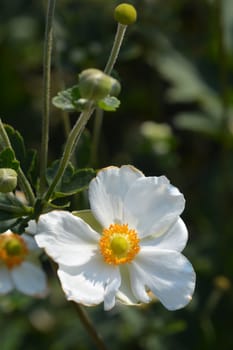 Japanese anemone Honorine Jobert - Latin name - Anemone * hybrida Honorine Jobert