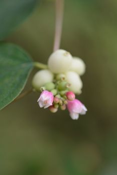 Coralberry flowers and berries - Latin name - Symphoricarpos orbiculatus