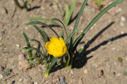 Winter daffodil - Latin name - Sternbergia lutea