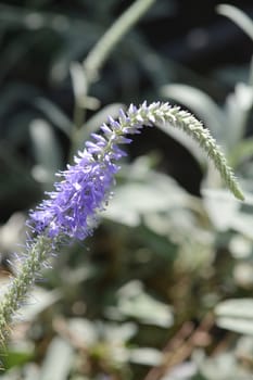 Spiked speedwell flower - Latin name - Pseudolysimachion spicatum subsp. incanum (Syn. Veronica spicata subsp. incana)