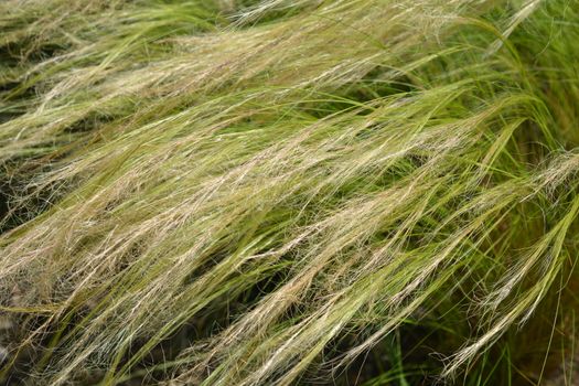 Pony tails grass - Latin name - Nassella tenuissima Pony Tails