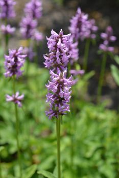 Common betony flowers - Latin name - Stachys officinalis (Betonica officinalis)