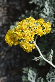 Silver ragwort yellow flowers - Latin name - Senecio cineraria Cirrus