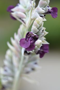 Powdery alligator-flag purple flower - Latin name - Thalia dealbata