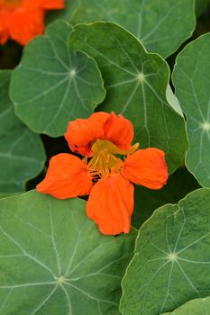 Garden nasturtium orange flower - Latin name - Tropaeolum majus