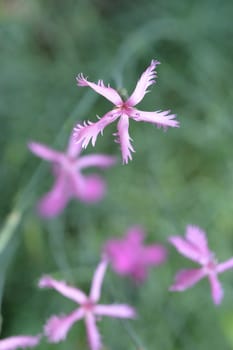 Pink carnation flower close up - Latin name - Dianthus orientalis