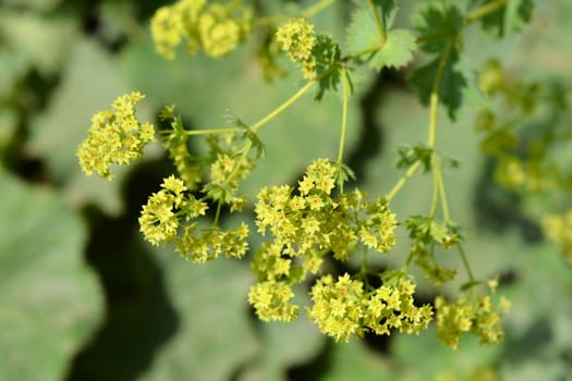 Ladys mantle yellow flowers - Latin name - Alchemilla colorata (Alchemilla cinerea)