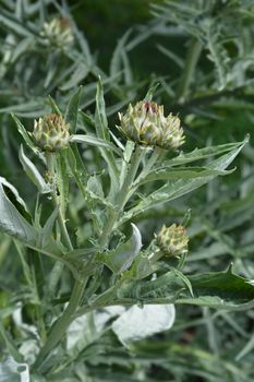 Artichoke thistle - Latin name - Cynara cardunculus