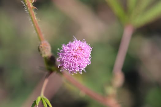 Sensitive plant flower - Latin name - Mimosa pudica
