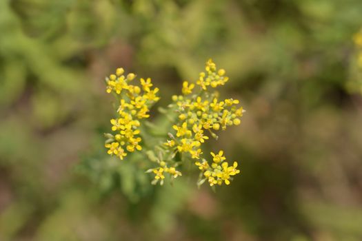 Italian alyssum yellow flower - Latin name - Alyssum argenteum (Syn. Alyssum murale)