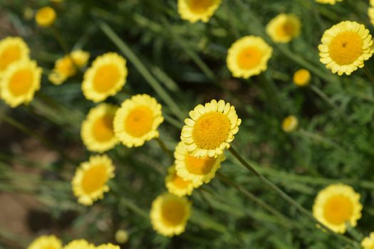 Yellow chamomile Sancti-Johannis - Latin name - Cota tinctoria subsp. Sancti-Johannis