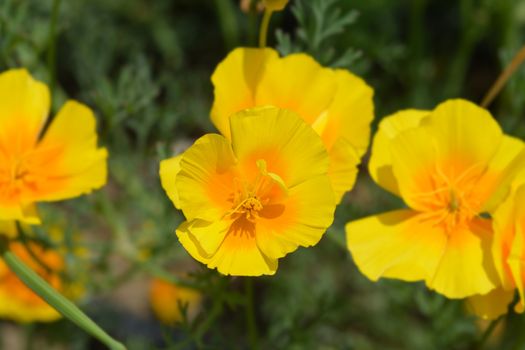 Close up of a golden poppy flower - Latin name Eschscholzia californica