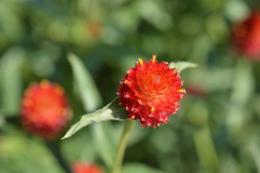 Red globe amaranth - Latin name - Gomphrena globosa Rubra