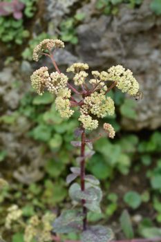 Tallest stonecrop - Latin name - Hylotelephium telephium subsp. maximum (Sedum telephium subsp. maximum)