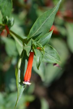 Cigar flower - Latin name - Cuphea ignea