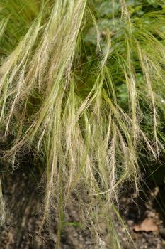 Pony tails grass - Latin name - Nassella tenuissima Pony Tails