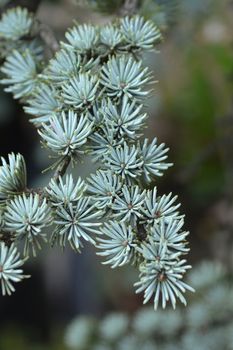 Blue Atlas Cedar - Latin name - Cedrus atlantica Glauca