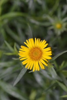 Swordleaf Inula yellow flower - Latin name - Inula ensifolia