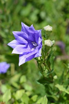 Balloon Flower Double Blue - Latin name - Platycodon grandiflorus Double Blue