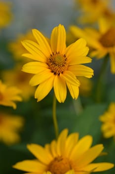 False sunflower Dauer Gold - Latin name - Heliopsis helianthoides Dauer Gold