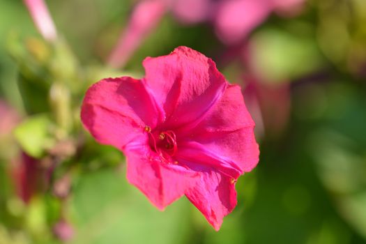 Marvel of Peru - Latin name - Mirabilis jalapa