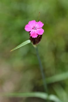 Croatian pink flower - Latin name - Dianthus giganteus subsp. croaticus