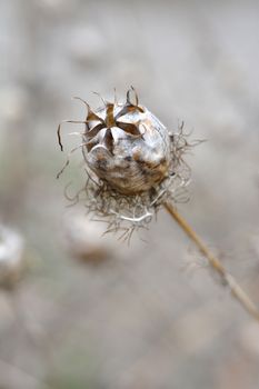 Close up of Love-in-a-mist seed head - Latin name - Nigella damascena