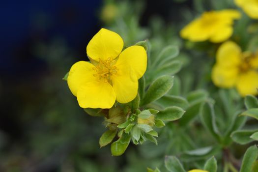 Shrubby cinquefoil Gold Carpet - Latin name - Potentilla fruticosa Goldteppich