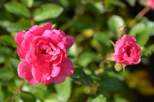 Lovely Fairy shrub rose - Latin name - Rosa polyantha Lovely Fairy