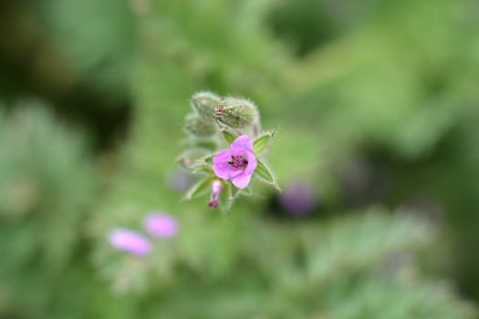 Common storksbill - Latin name - Erodium cicutarium