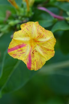 Marvel of Peru - Latin name - Mirabilis jalapa