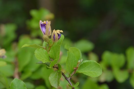 Tropical East African shrub purple flower - Latin name - Grewia similis