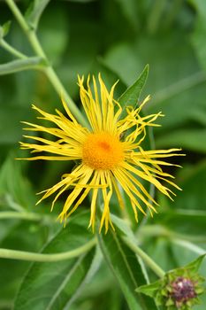 Giant fleabane flower - Latin name - Inula magnifica