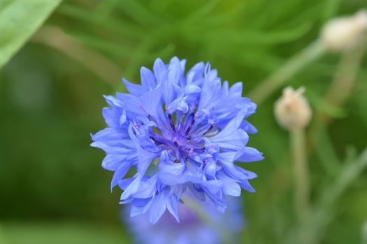 Blue Cornflower flower - Latin name - Cyanus segetum (Centaurea cyanus)