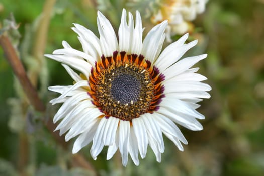 Tricolor chrysanthemum - Latin name - Ismelia carinata (Chrysanthemum carinatum)