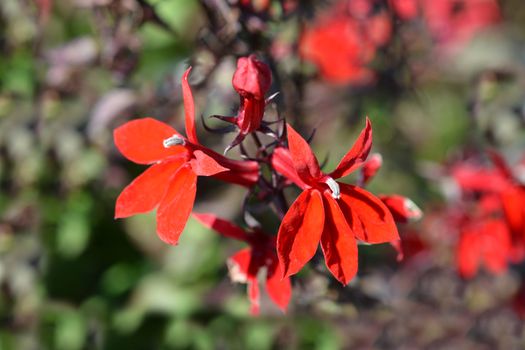 Cardinal Flower Fan Scarlet - Latin name - Lobelia x speciosa Fan Scarlet