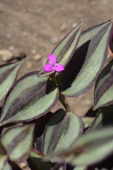 Wandering jew pink flower - Latin name - Tradescantia zebrina