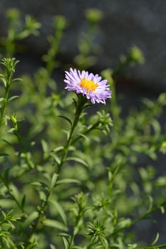 Alpine aster Dunkle Schoene - Latin name - Aster alpinus Dunkle Schoene