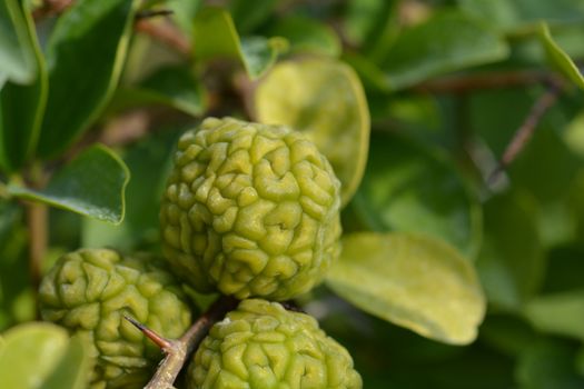 Mandarin melon berry immature fruit - Latin name - Maclura tricuspidata