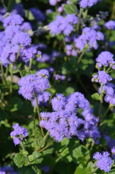 Blue flossflower close up - Latin name - Ageratum houstonianum