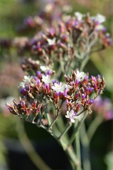 Salt Lake Sea Lavender - Latin name - Limonium Salt Lake