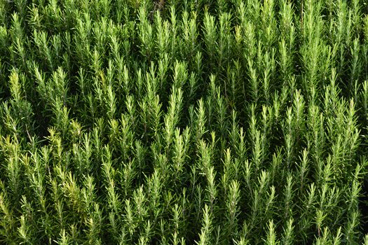 Rosemary bush - Latin name - Rosmarinus officinalis