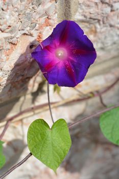 Common morning glory - Latin name - Ipomoea purpurea