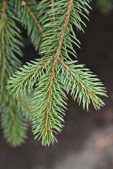 Blue spruce branch - Latin name - Picea pungens